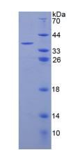 Figure 3. SDS-PAGE