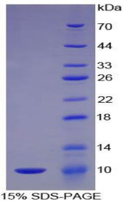 Figure 1. SDS-PAGE