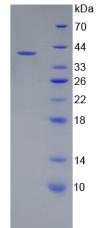 Figure 2. SDS-PAGE