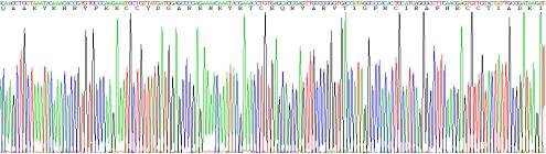 Recombinant Rat Complement Component 5a (C5a)