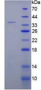 Figure 3. SDS-PAGE