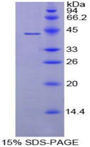 Figure 1. SDS-PAGE