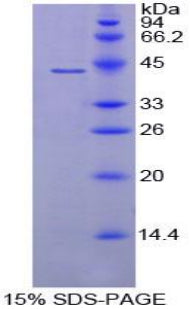 Figure 1. SDS-PAGE