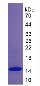 Figure 1. SDS-PAGE