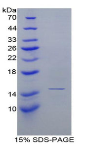 Figure 1. SDS-PAGE