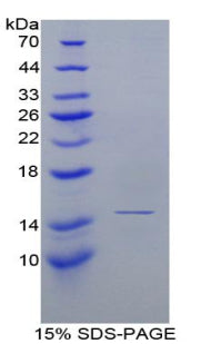 Figure 1. SDS-PAGE