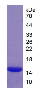 Figure 1. SDS-PAGE