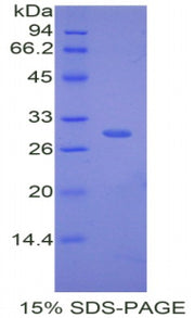 Figure 1. SDS-PAGE