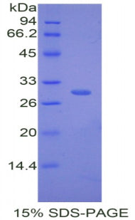 Figure 1. SDS-PAGE