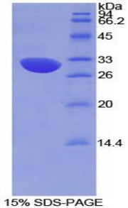 Figure 1. SDS-PAGE