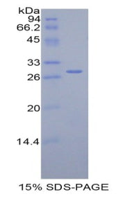 Figure 1. SDS-PAGE