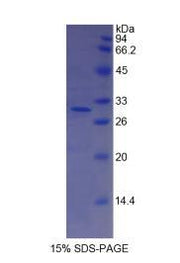 Figure 1. SDS-PAGE