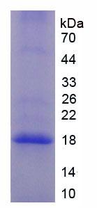 Figure 2. SDS-PAGE