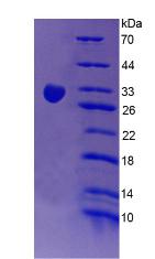 Figure 2. SDS-PAGE