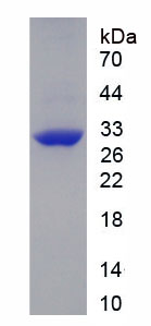 Figure 1. SDS-PAGE