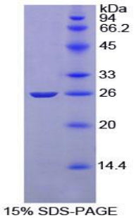 Figure 1. SDS-PAGE
