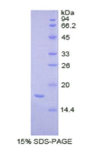 Figure 1. SDS-PAGE