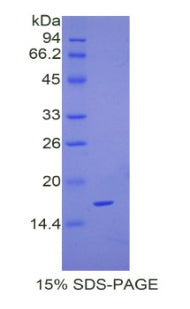 Figure 1. SDS-PAGE