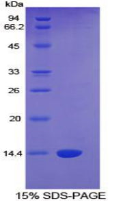 Figure 1. SDS-PAGE