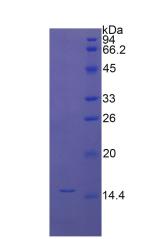 Figure 2. SDS-PAGE