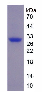 Figure 1. SDS-PAGE