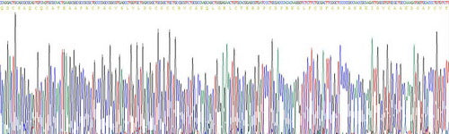Recombinant Rat Connective Tissue Growth Factor (CTGF)