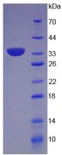 Figure 3. SDS-PAGE