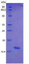 Figure 2. SDS-PAGE