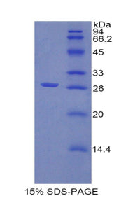Figure 1. SDS-PAGE