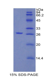 Figure 1. SDS-PAGE