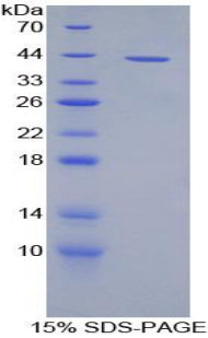 Figure 1. SDS-PAGE