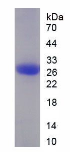 Figure 2. SDS-PAGE