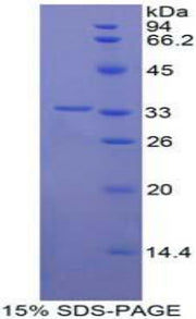 Figure 1. SDS-PAGE