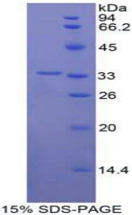 Figure 1. SDS-PAGE