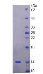 Figure 2. SDS-PAGE