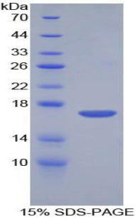 Figure 1. SDS-PAGE