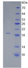 Figure 2. SDS-PAGE