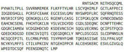 Recombinant Corin (CRN), RPU41005