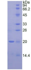 Figure 2. SDS-PAGE