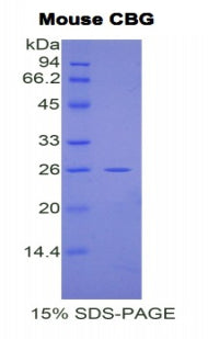 Figure 1. SDS-PAGE