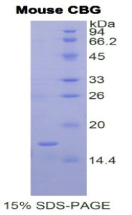 Figure 1. SDS-PAGE