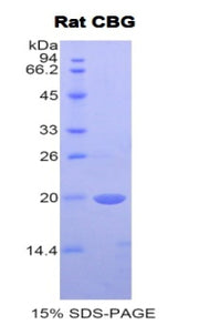 Figure 1. SDS-PAGE