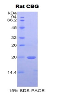 Figure 1. SDS-PAGE