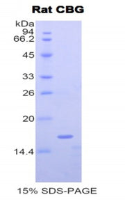 Figure 1. SDS-PAGE