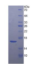 Figure 2. SDS-PAGE
