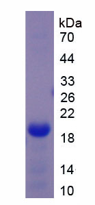 Figure 1. SDS-PAGE