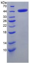 Figure 2. SDS-PAGE