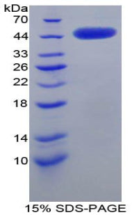 Figure 1. SDS-PAGE