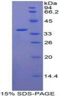 Figure 2. SDS-PAGE