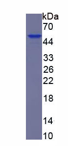 Figure 1. SDS-PAGE